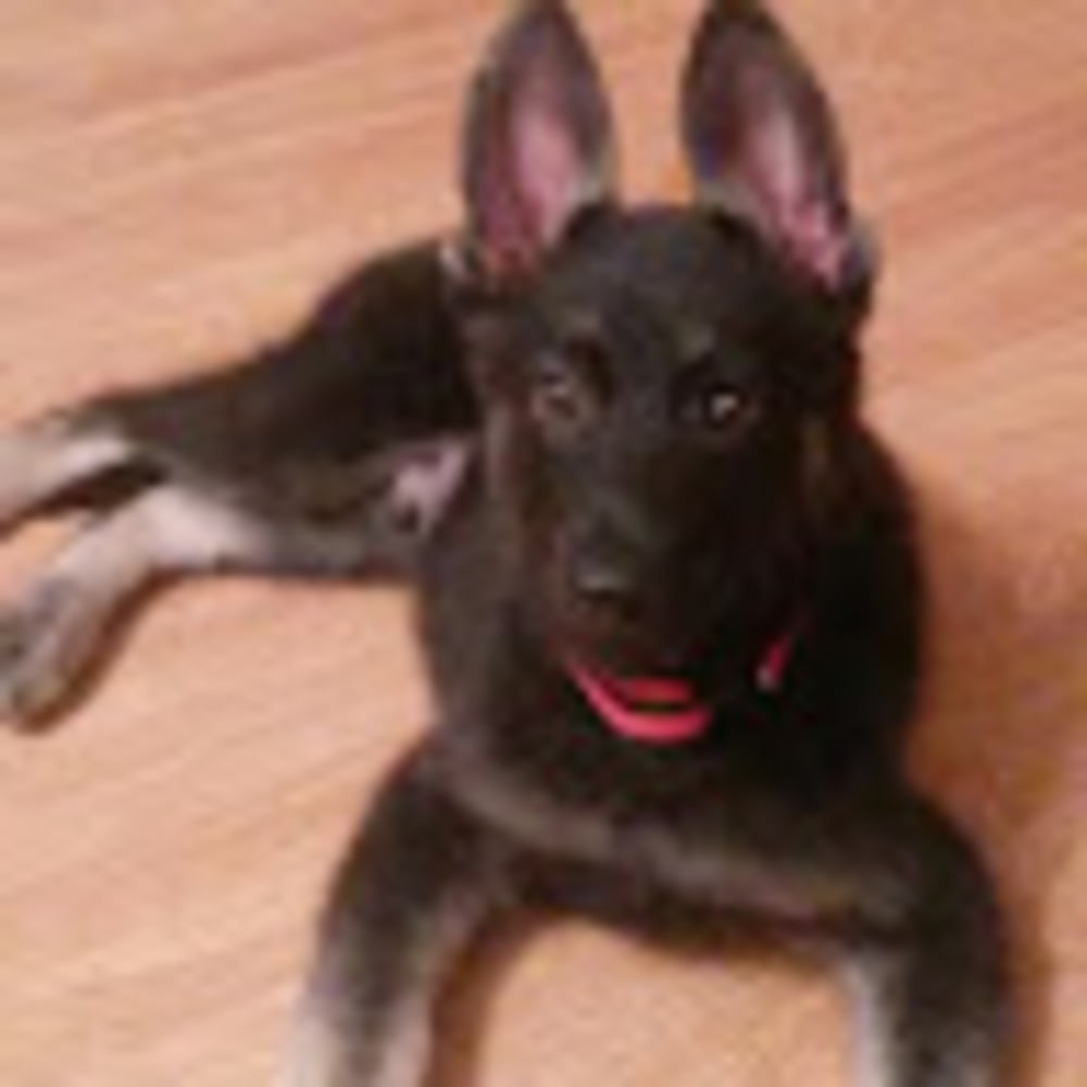 Meet your Posher, Shelby
